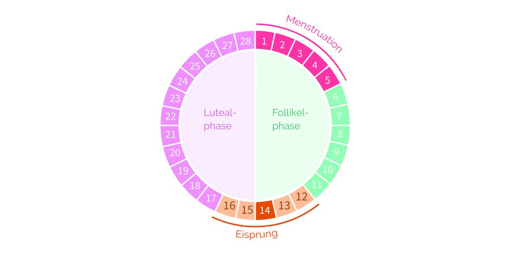 Dein Menstruationszyklus » Lerne Deinen Zyklus Kennen.